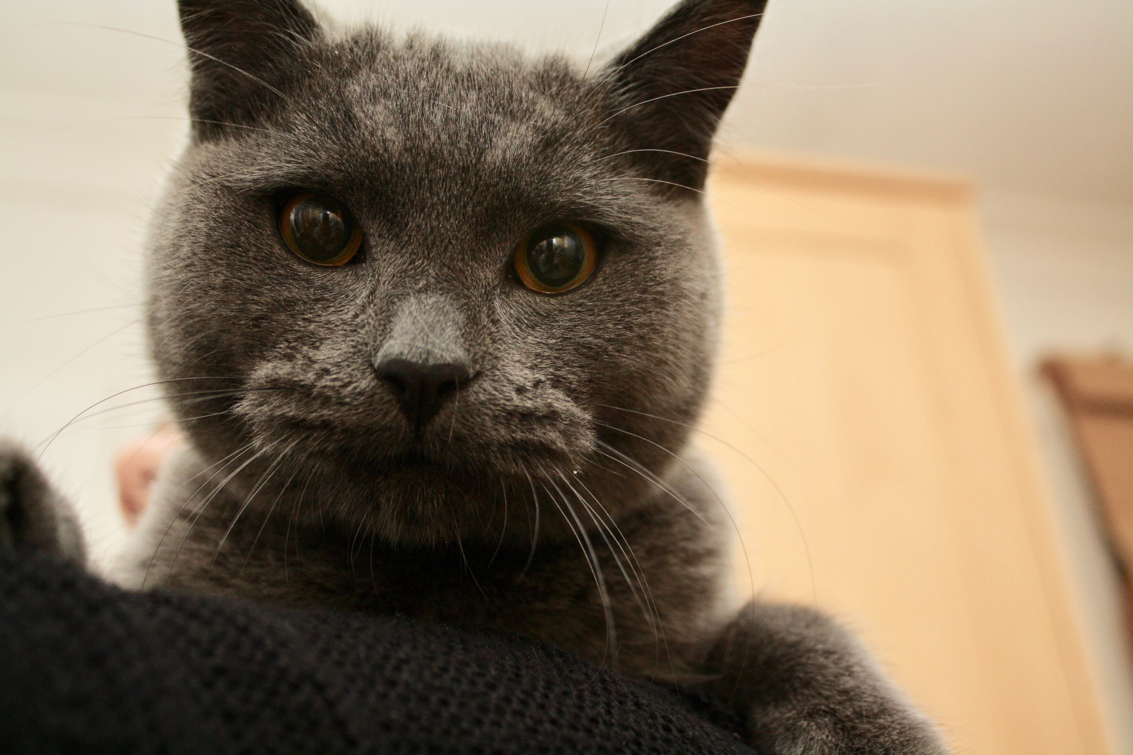 Calls for mandatory dead cat scans backed at City Hall cat photo OSLEY