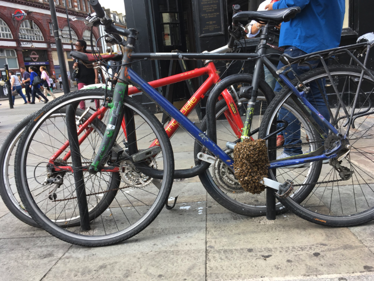 Bees swarm over bikes in Camden Town bee