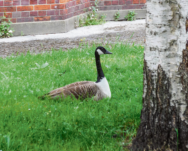 goose