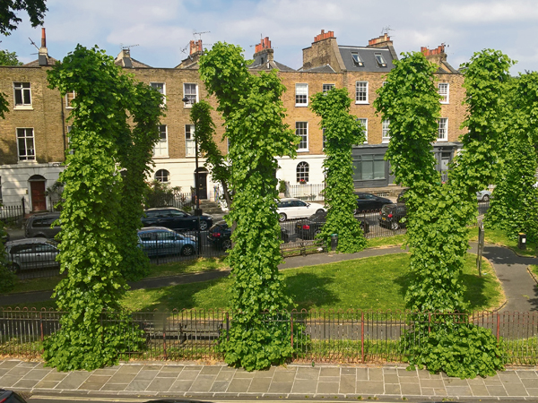muppet trees