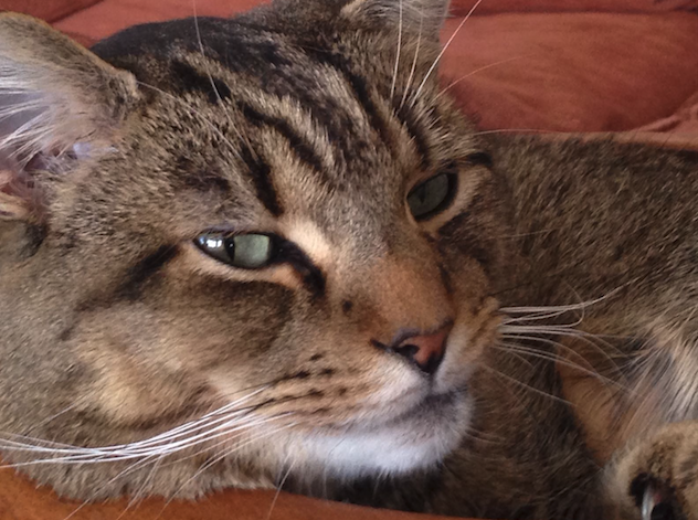 Search for missing cat Hari triggers ‘hateful’ calls Missing cat Hari, Kindness Offensive