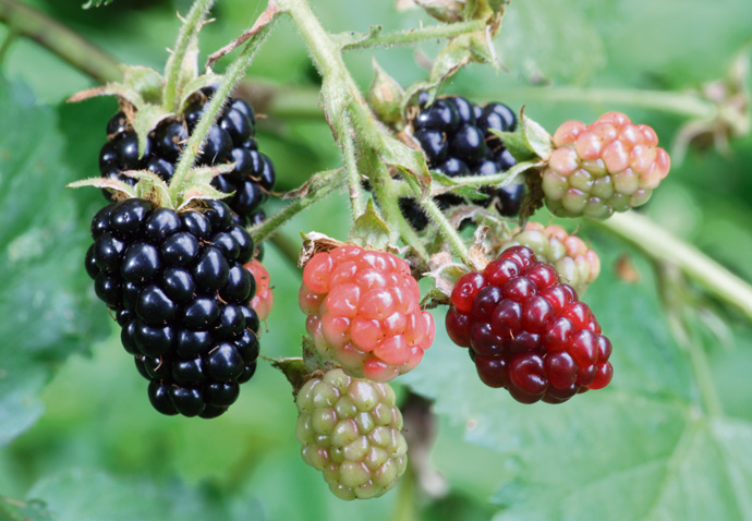 Blackberries