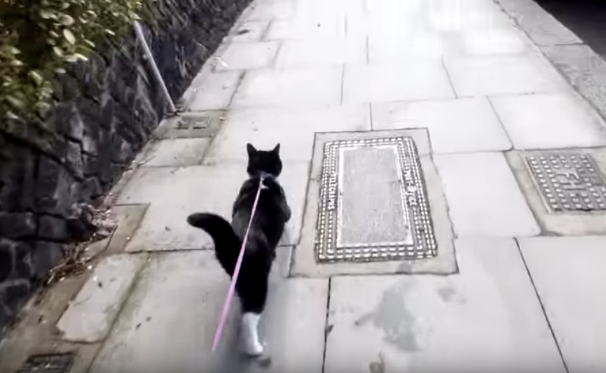 cat