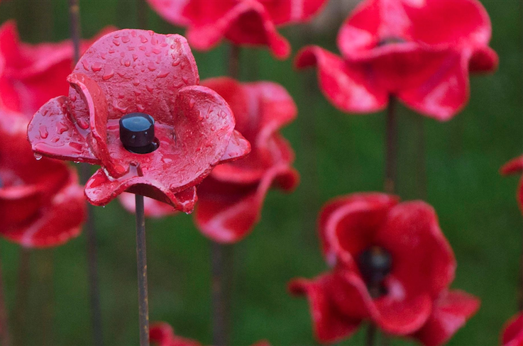 poppy