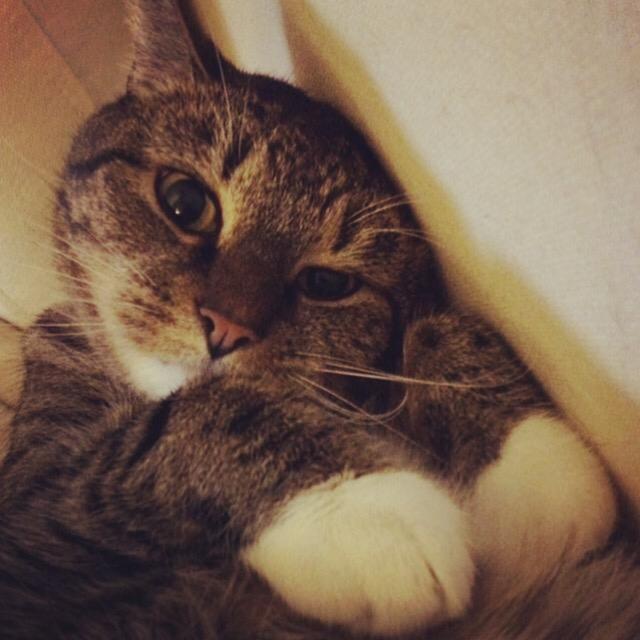 Can you give Kahlo the cat a new home in time for Christmas? IMG-20180918-WA0004