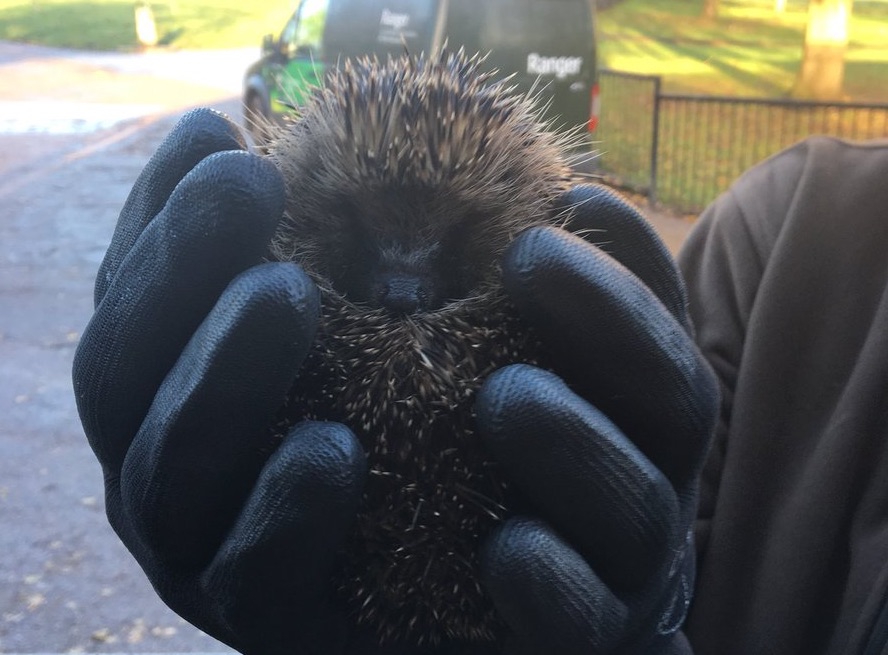 hedgehog