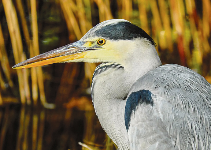 Grey heron