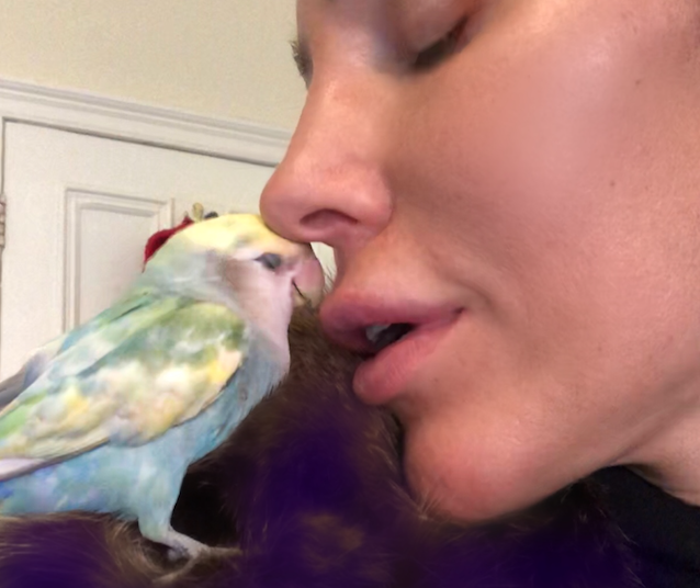 lovebird