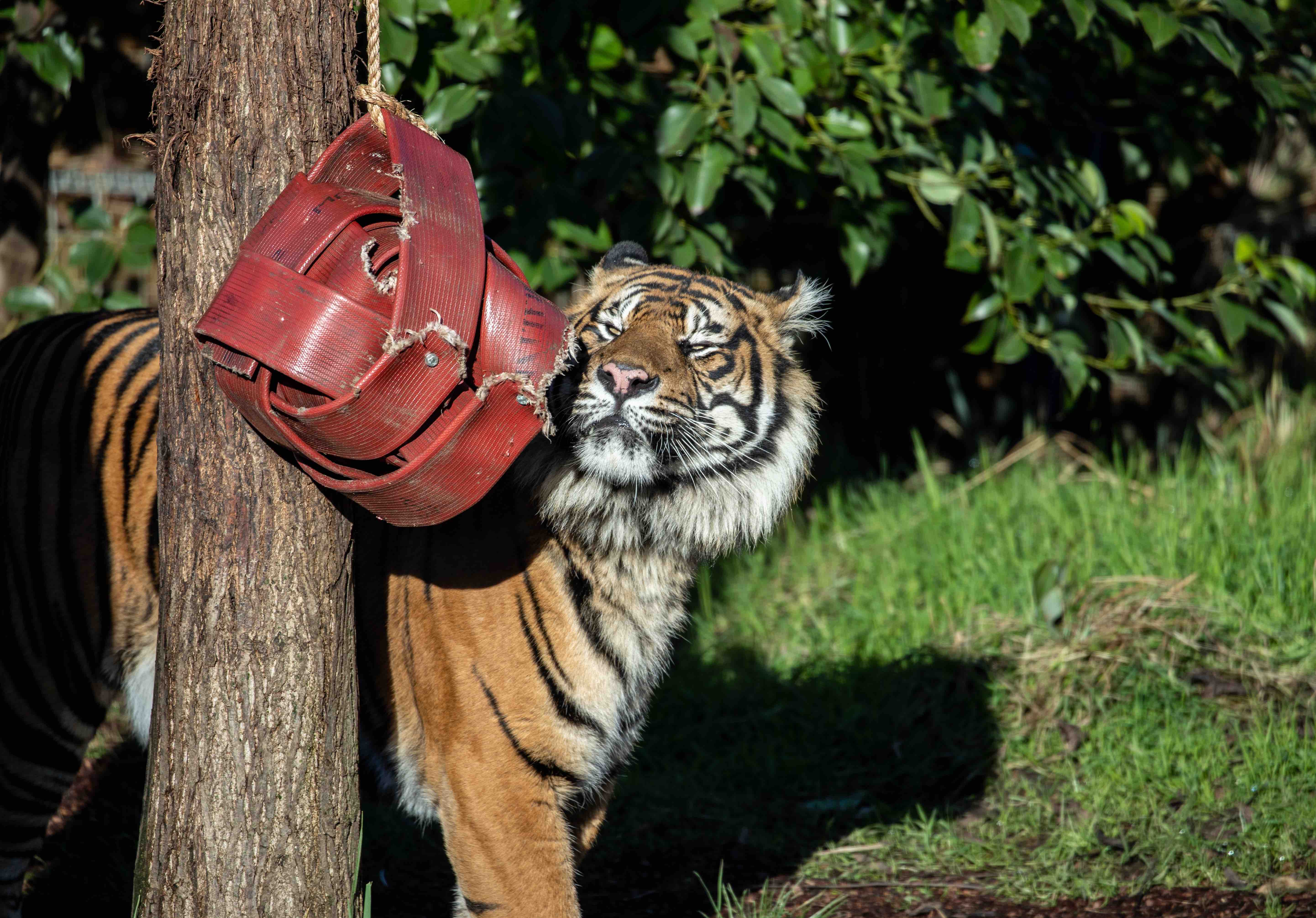 Asim Sumatran tiger arrives at ZSL London Zoo (c) ZSL