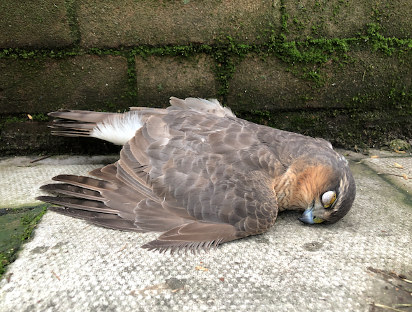 dead sparrowhawk