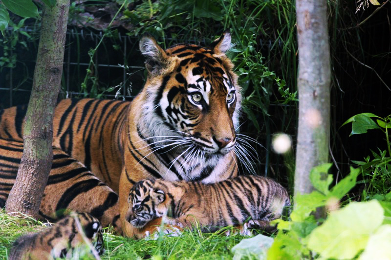 Coronavirus: London Zoo to close for first time since the war Melati tiger
