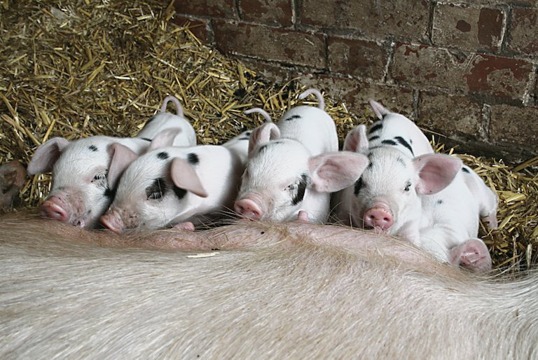 Staff given redundancy warnings amid Kentish Town City Farm cash crisis cnj18-04 2019-04-18 at 15.25.00