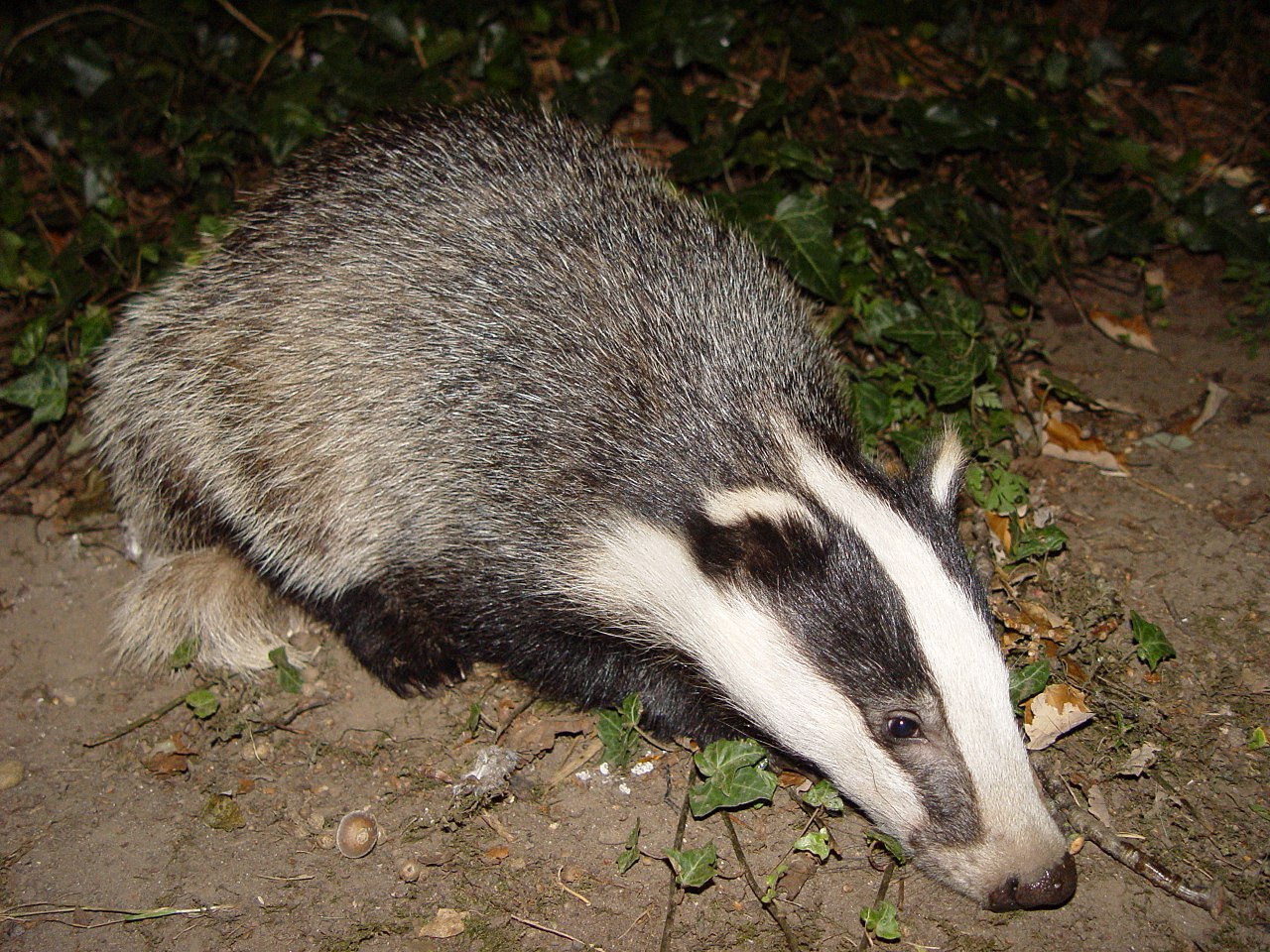 1280px-Badger-badger