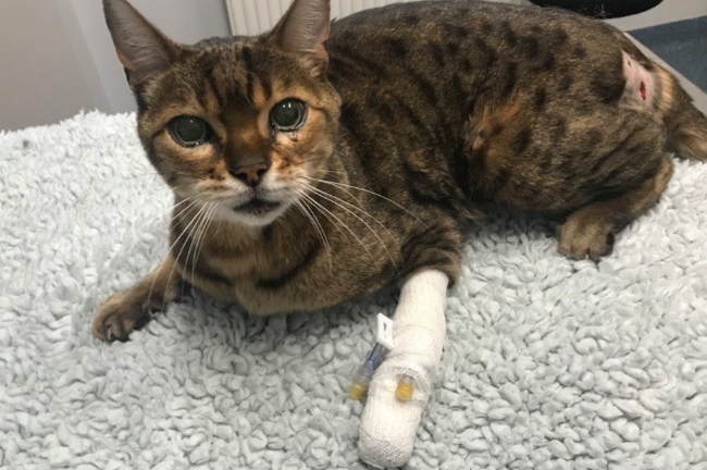 Kit-and-run: Teddy’s owner is left facing a £3,500 vet’s bill Teddy