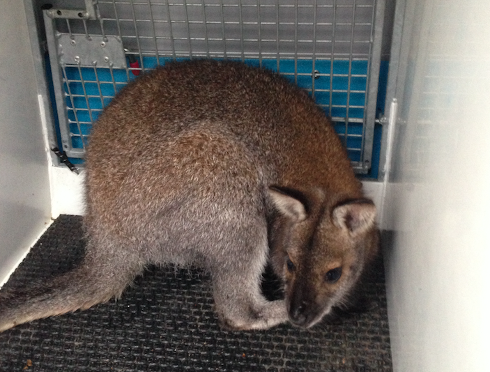 Wallabies coming to Hampstead Heath wallaby