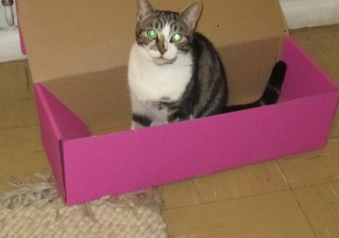 Epileptic cat George missing for more than a fortnight George the cat web
