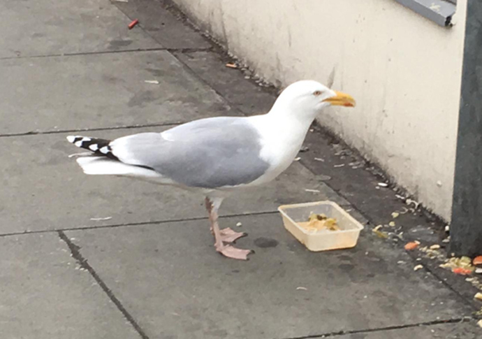 Seagull
