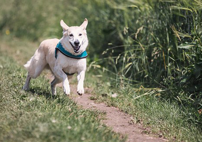 Why not a national health service for our pets? dog-running