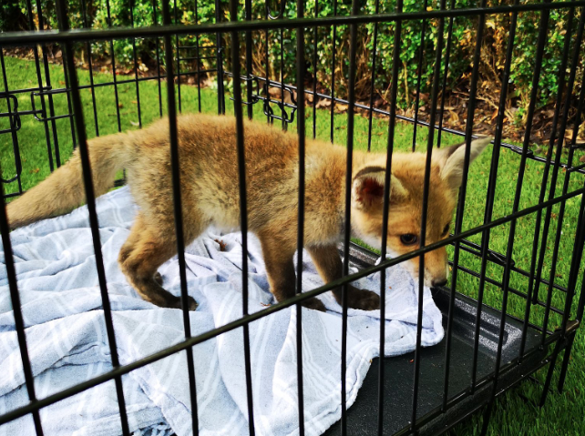 fox cub highgate