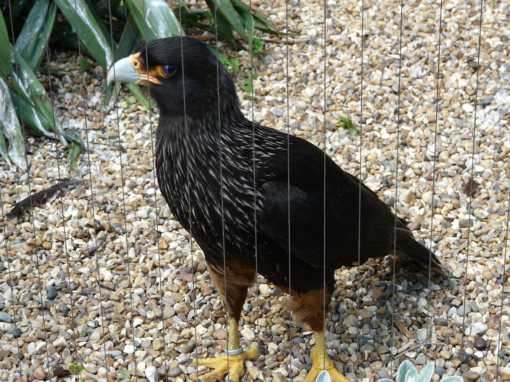 lozpycock