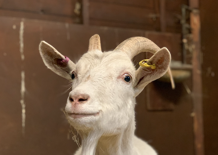 ronnie goat kentish town city farm