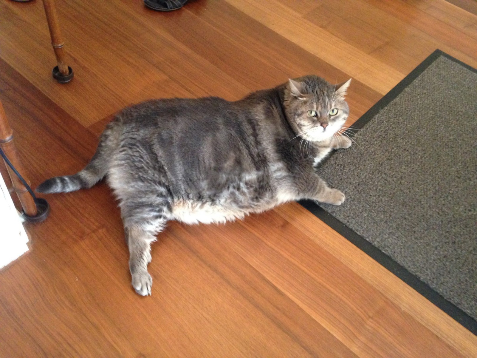 Camden’s fattest cat? Owner asks neighbours to stop feeding Cosmica cosmica fat cat camden Image 2019-07-31 at 18.35.48 (11)
