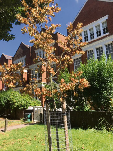 Dead-tree-NW3