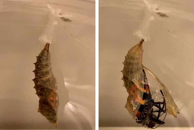WATCH: Butterflies emerge for first time at Kentish Town City Farm Kentish Town farm butterflies