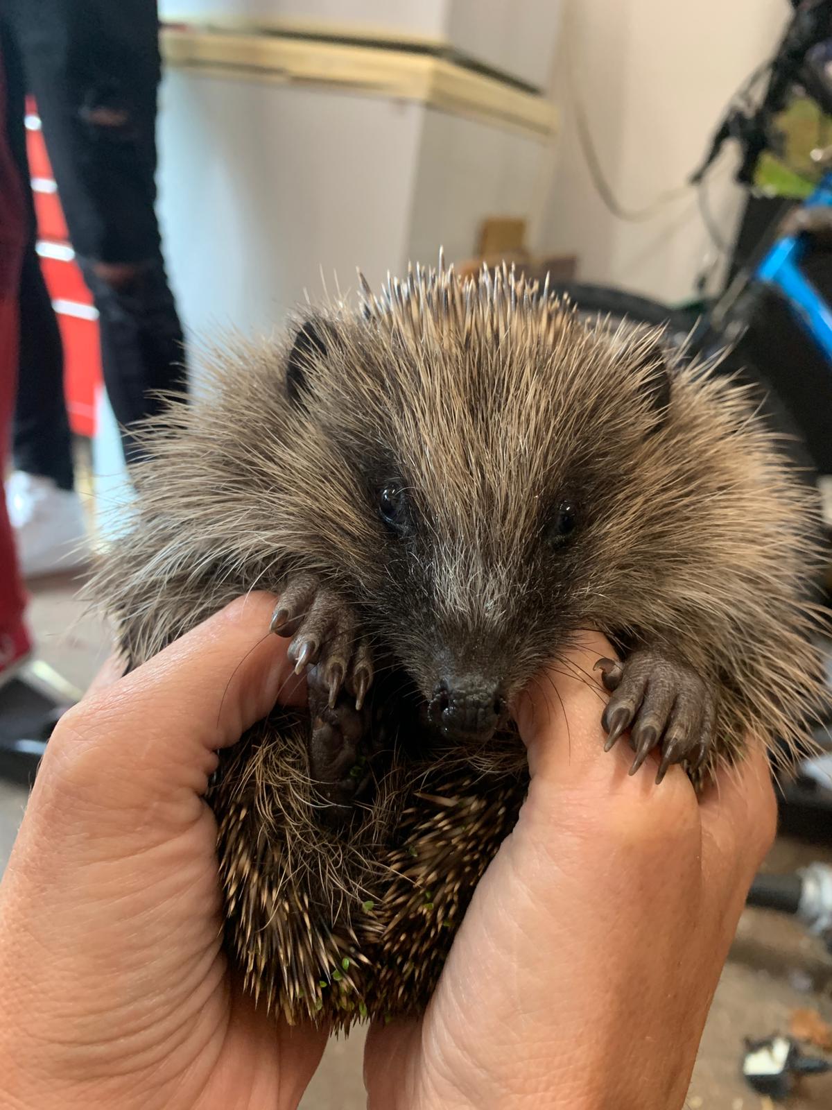 Farm staff rescue hedgehogs marooned on pond island Kentish Town City Farm hedgehog rescue
