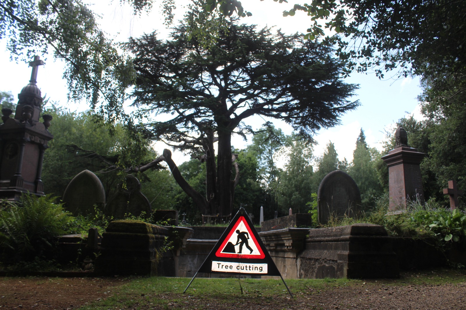 250-year-old tree at Highgate Cemetery meets chainsaw after being declared dangerous highgate cemetery 250 year-old tree t camden Image 2019-08-07 at 22.11.37