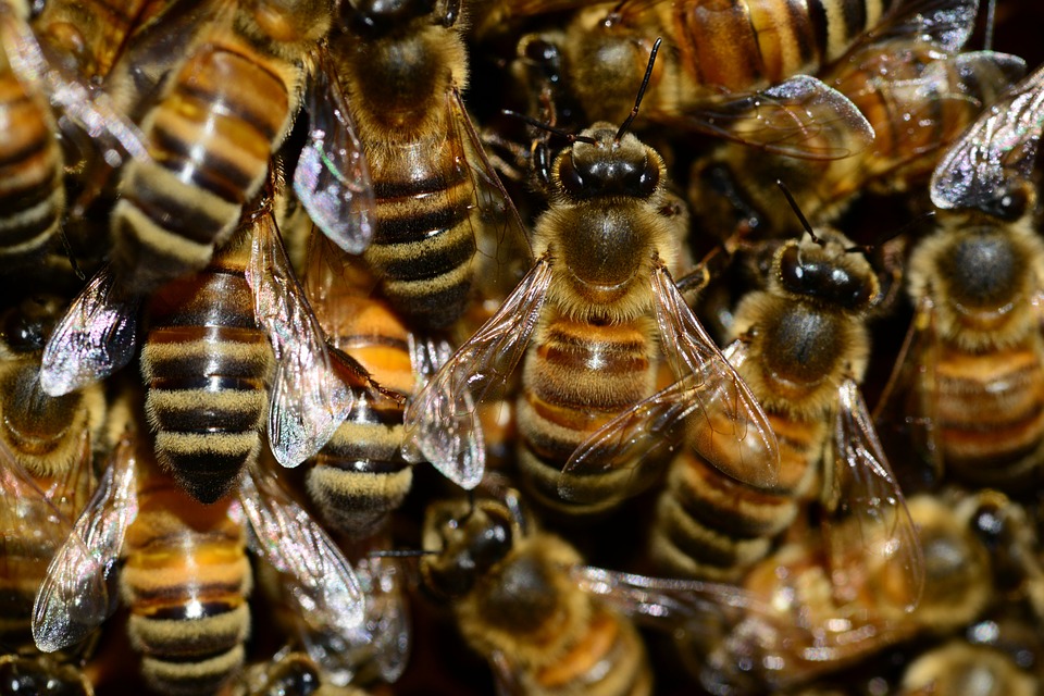 Police sting! Inspector reveals bee-keeping hobby honey-292133_960_720