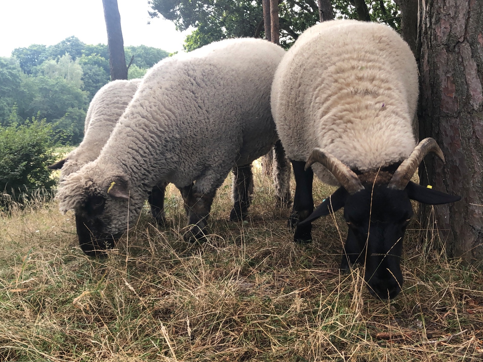 WATCH: Sheep return to grazing on Hampstead Heath sheep hampstead