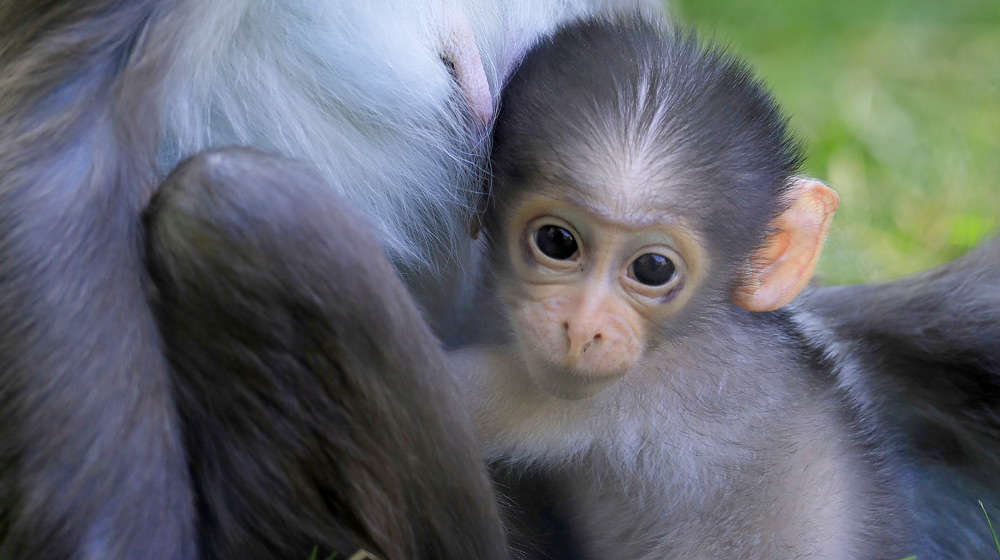 Buzz the mangabey monkey born at London Zoo Buzz resized