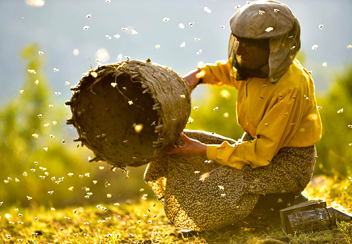 Honeyland 3