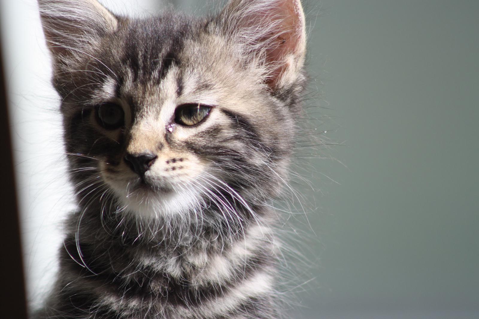 Osley's cat