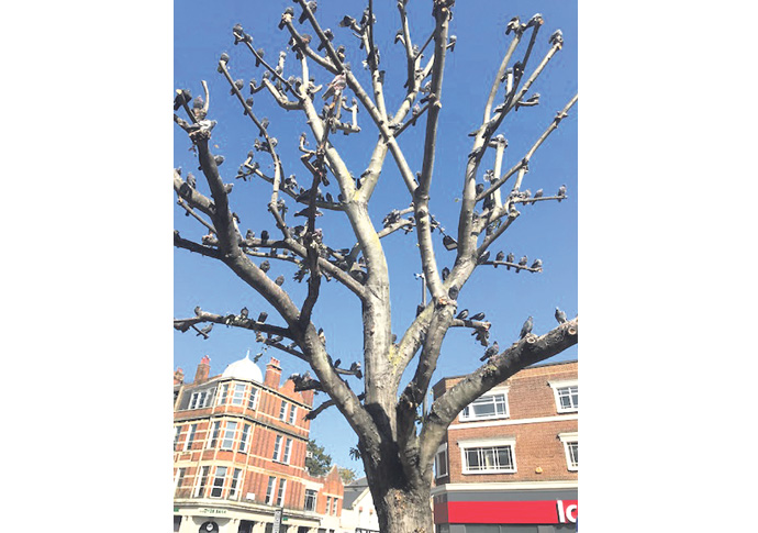 tree-Kilburn
