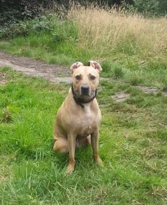 Pitbull who survived dangerous dog case passes away at 13 camdennewjournal Image 2019-10-31 at 14.41.48 (2)