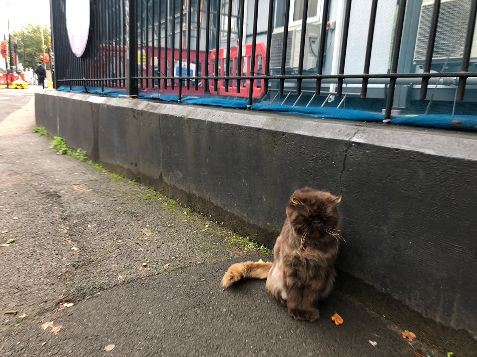 argo cat camdennewjournal Image 2019-10-31 at 14.45.53 (6)