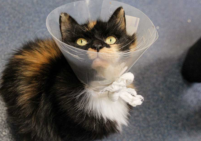 little cat with lampshade