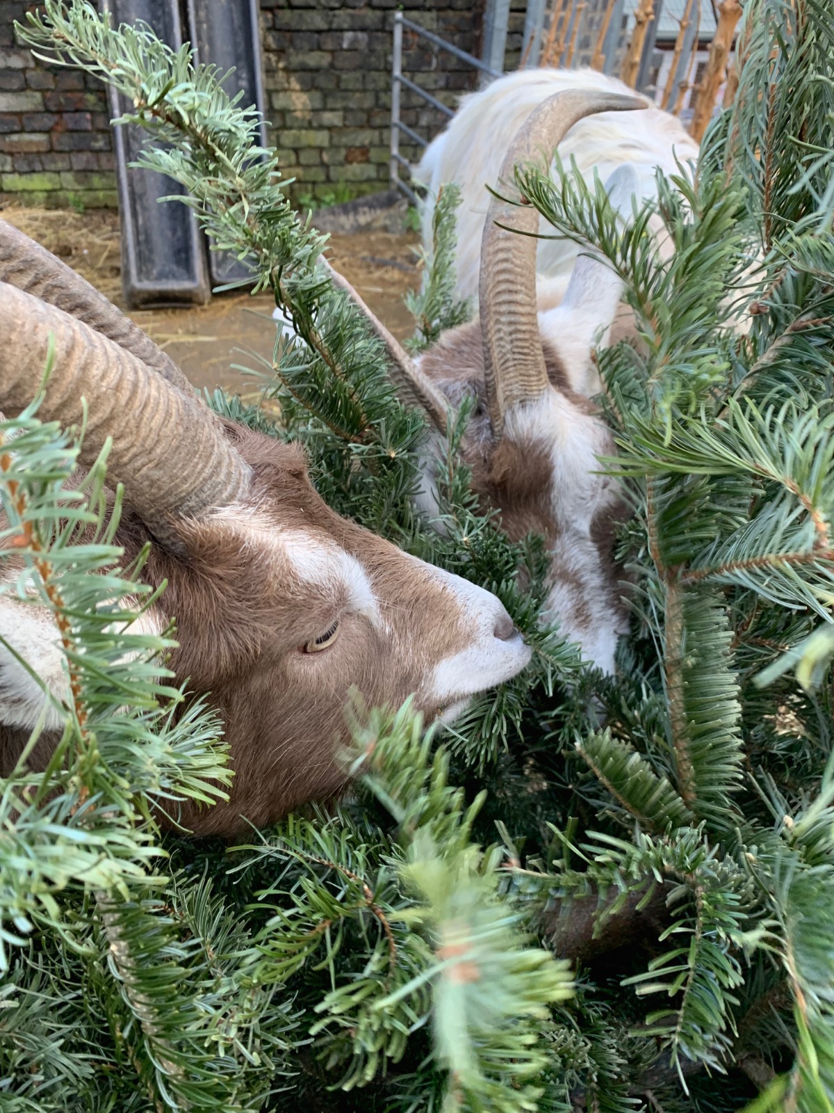 A late Christmas dinner as farm goats feast on trees Camden New Journal 2020-01-09 at 13.42.48 (6)