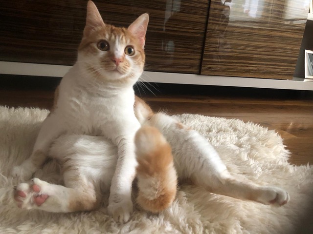 Cat owner stuck abroad in lockdown ‘dilemma’ after pet goes missing img_1842