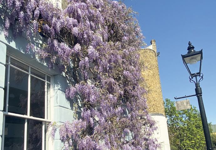 Wisteria_Frances Lee letter