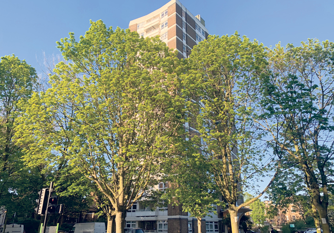 why-trees-matter-so-much-camden-new-journal