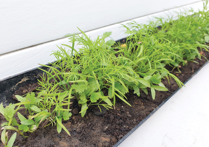 Eating In: Give peas a chance Micro greens