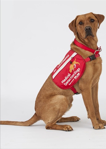 Dogs to sniff out Covid? CNJ Image 2020-07-16 at 09.07.59 (11)
