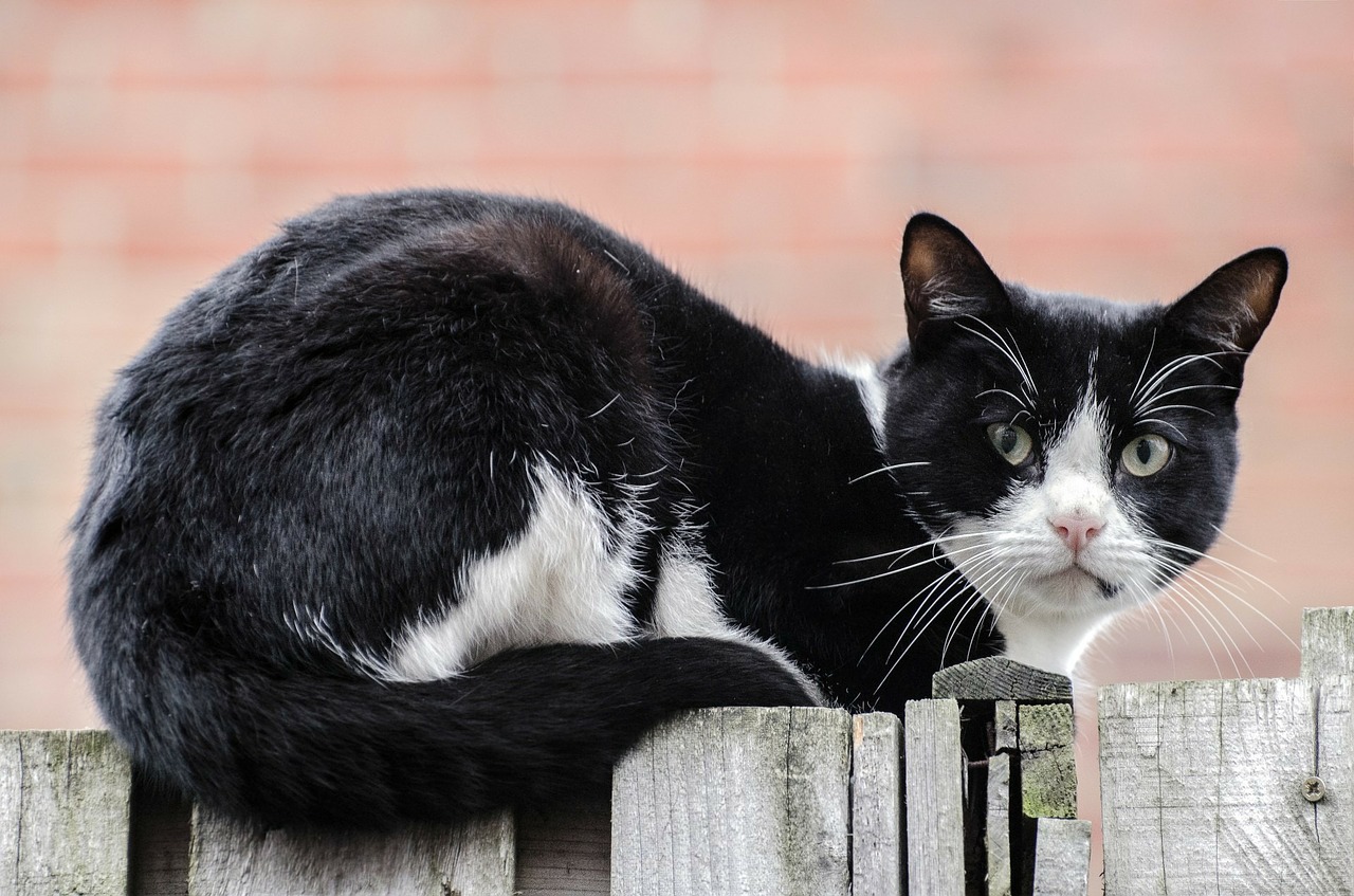 cat-314715_1280