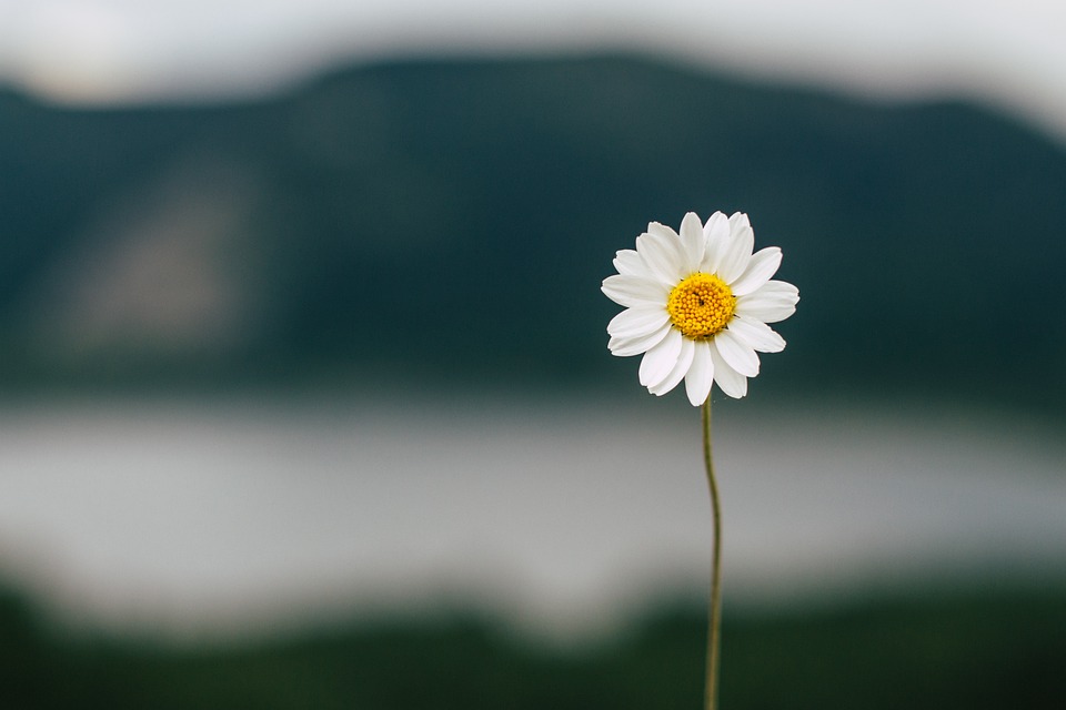 daisy-5383056_960_720