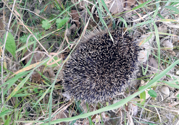 Baby Hedgehog found on Road