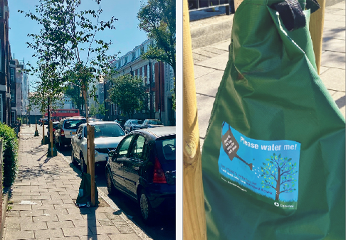 Prince of Wales Road trees and tree water bag