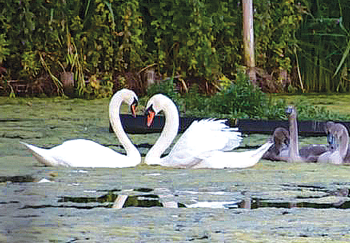 Swans_Wallace and partner